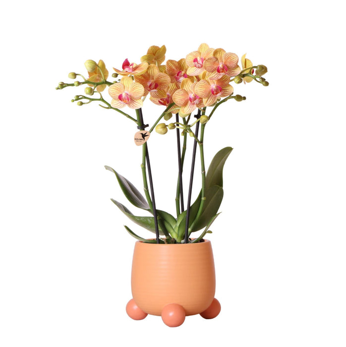 Orchidea Giamaica Arancione Con Vaso Decorativo Pesca