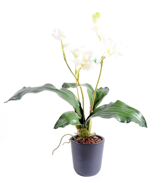 Orchidea Lycaste Artificiale 60 Cm Bianca Su Paletto