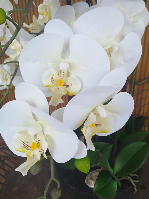 Orchidea Phalaenopsis Artificiale 110 Cm Crema