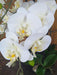 Orchidea Phalaenopsis Artificiale 110 Cm Crema
