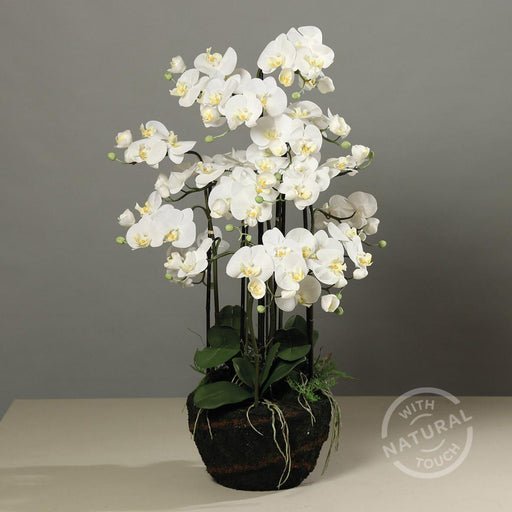 Orchidea Phalaenopsis Artificiale 110 Cm Crema