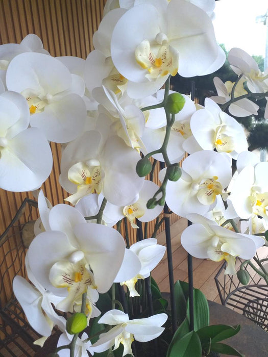 Orchidea Phalaenopsis Artificiale 85Cm Crema