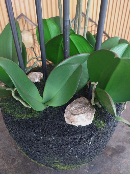 Orchidea Phalaenopsis Artificiale 85Cm Crema