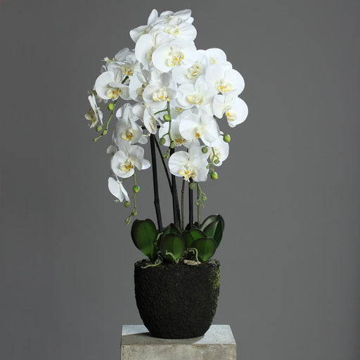 Orchidea Phalaenopsis Artificiale 85Cm Crema