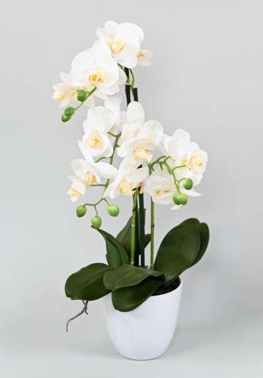 Orchidea Phalaenopsis Artificiale Con Vaso Bianco 60Cm