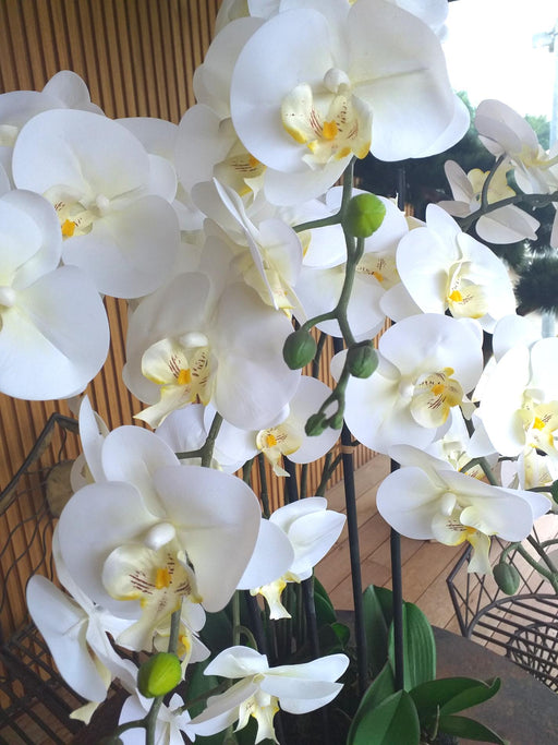 Orchidea Phalaenopsis Artificiale H77Cm Crema