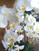 Orchidea Phalaenopsis Artificiale H77Cm Crema