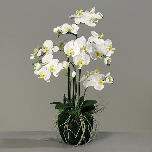 Orchidea Phalaenopsis Artificiale H77Cm Crema