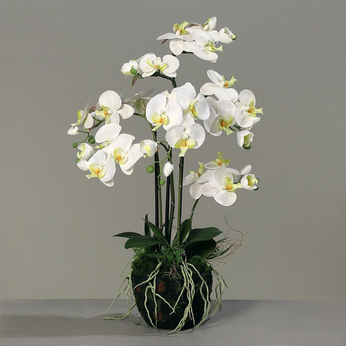 Orchidea Phalaenopsis Artificiale H77Cm Crema