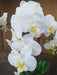 Orchidea Phalaenopsis Artificiale H.55 Cm Crema