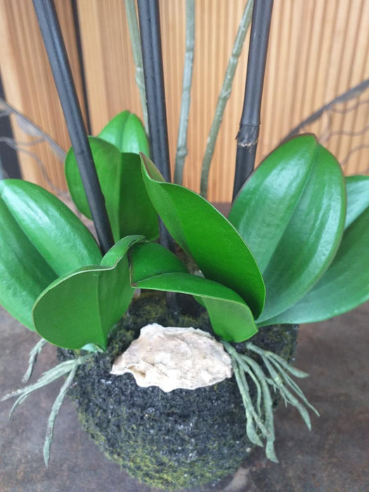 Orchidea Phalaenopsis Artificiale H.55 Cm Crema