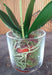 Vaso In Vetro Per Orchidea Phalaenopsis Artificiale, 42 Cm, Color Crema