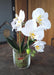 Vaso In Vetro Per Orchidea Phalaenopsis Artificiale, 42 Cm, Color Crema