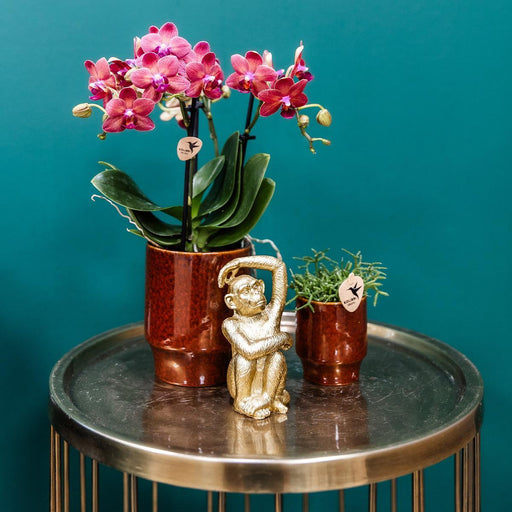 Vaso Per Orchidee Phalaenopsis Congo, Rosso Classico