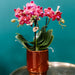 Vaso Per Orchidee Phalaenopsis Congo, Rosso Classico
