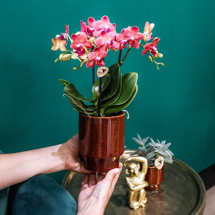 Vaso Per Orchidee Phalaenopsis Congo, Rosso Classico