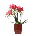 Vaso Per Orchidee Phalaenopsis Congo, Rosso Classico