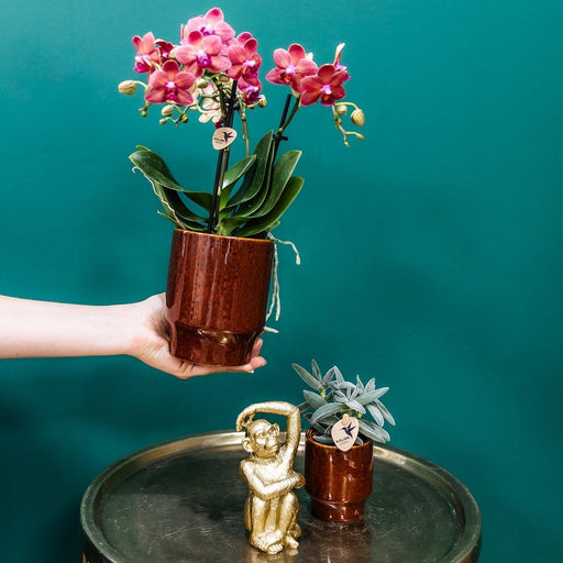 Vaso Per Orchidee Phalaenopsis Congo, Rosso Classico