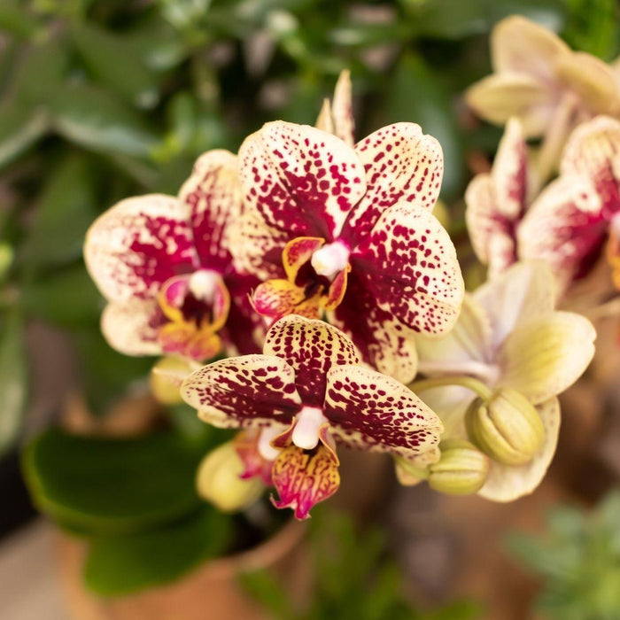 Orchidea Phalaenopsis Spagna Con Fioriera Smaltata Per Cognac