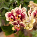 Orchidea Phalaenopsis Spagna Con Fioriera Smaltata Per Cognac