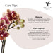 Orchidea Phalaenopsis Spagna Con Fioriera Smaltata Per Cognac