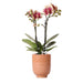Orchidea Phalaenopsis Spagna Con Fioriera Smaltata Per Cognac