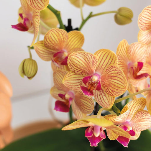 Orchidea Phalaenopsis Arancione E La Sua Piantatrice Di Pesche