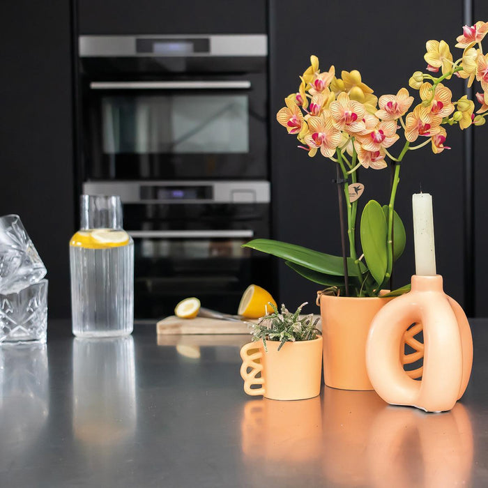 Orchidea Phalaenopsis Arancione E Il Suo Coperchio Per Vaso Color Pesca – H35 Cm, Ø9 Cm – Pianta Da Interno Fiorita