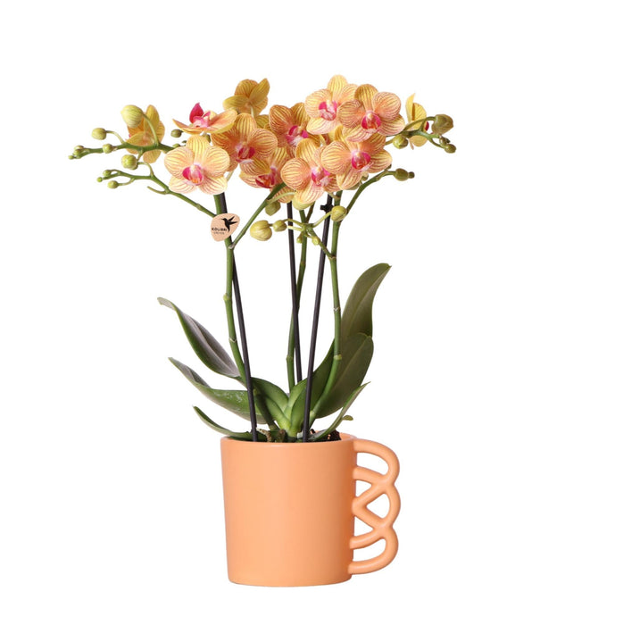 Orchidea Phalaenopsis Arancione E Il Suo Coperchio Per Vaso Color Pesca – H35 Cm, Ø9 Cm – Pianta Da Interno Fiorita