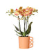 Orchidea Phalaenopsis Arancione E Il Suo Coperchio Per Vaso Color Pesca – H35 Cm, Ø9 Cm – Pianta Da Interno Fiorita