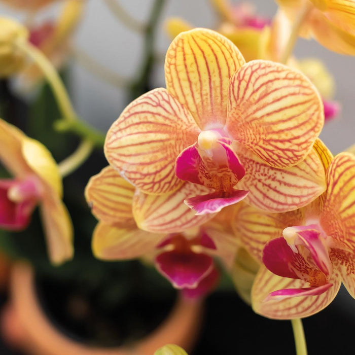 Orchidea Phalaenopsis Arancione E Il Suo Coperchio Per Vaso Color Pesca – H35 Cm, Ø9 Cm – Pianta Da Interno Fiorita