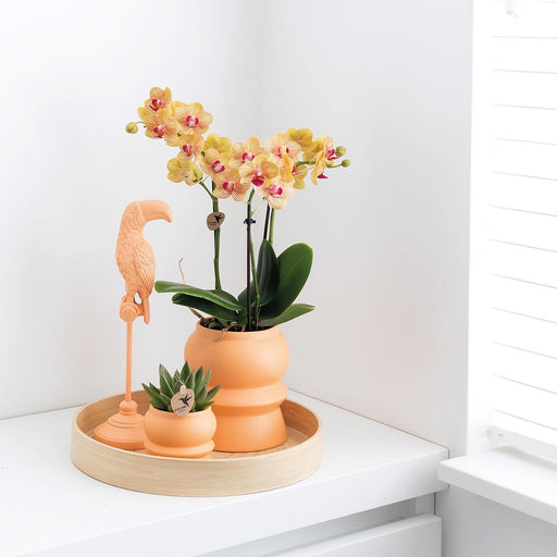 Orchidea Phalaenopsis Arancione E La Sua Piantatrice Di Pesche