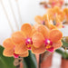 Orchidea Phalaenopsis Arancione - Ø9Cm - Pianta Da Appartamento In Fiore