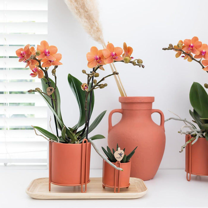 Orchidea Phalaenopsis Arancione - Ø9Cm - Pianta Da Appartamento In Fiore