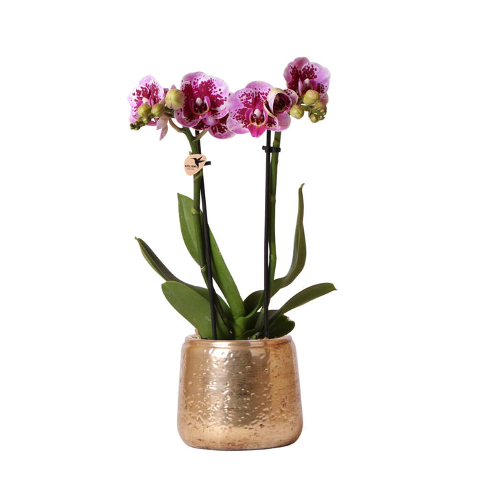 Orchidea Phalaenopsis Rosa Viola E Il Suo Vaso Dorato - H35 Cm, Ø9 Cm - Pianta Da Interno Fiorita