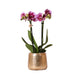 Orchidea Phalaenopsis Rosa Viola E Il Suo Vaso Dorato - H35 Cm, Ø9 Cm - Pianta Da Interno Fiorita