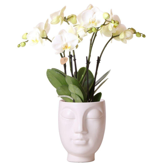 Orchidea Phalaenopsis Bianca Di Gand In Vaso Bianco Face-2-Face