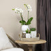 Orchidea Phalaenopsis Bianca Di Gand In Vaso Bianco Face-2-Face