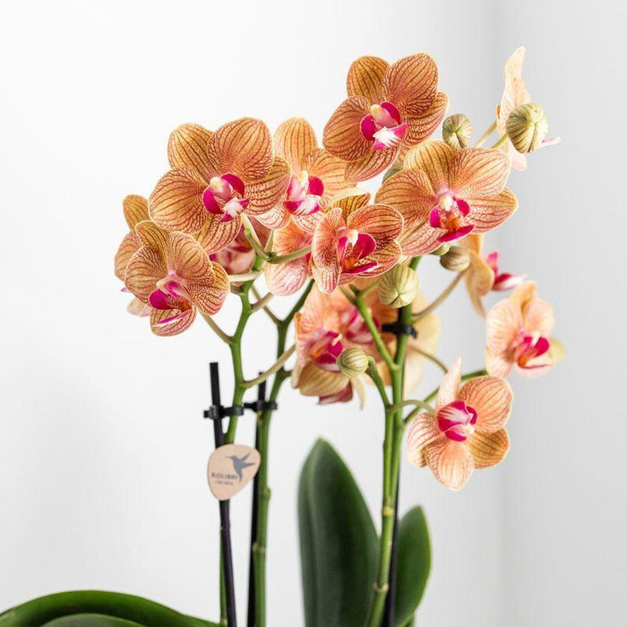 Orchidea Phalaenopsis Bianca Con Vaso Lussureggiante