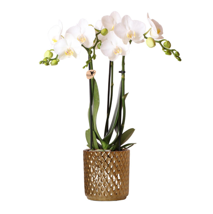 Vaso Per Orchidee Phalaenopsis Bianco Con Diamanti In Oro