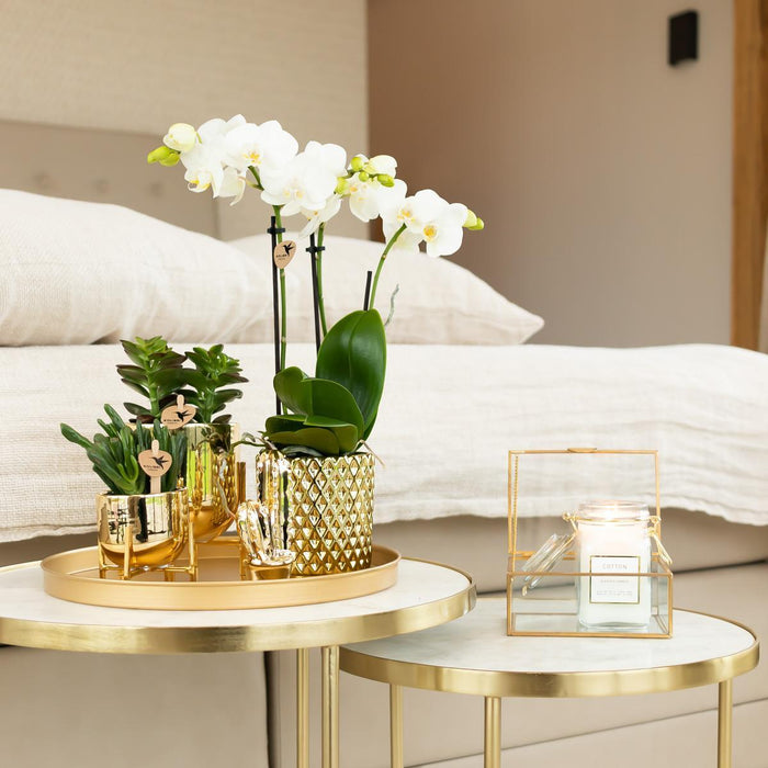 Vaso Per Orchidee Phalaenopsis Bianco Con Diamanti In Oro