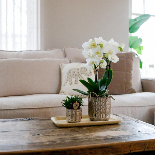 Orchidea Phalaenopsis In Vasi Di Giaguaro E Vassoio Di Bambù