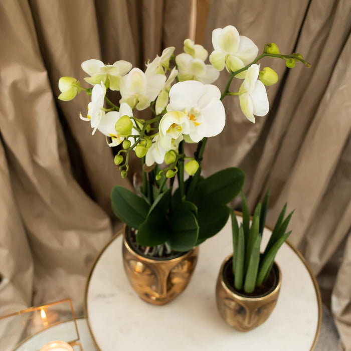 Orchidea Phalaenopsis E Succulente Con Vasi D'oro