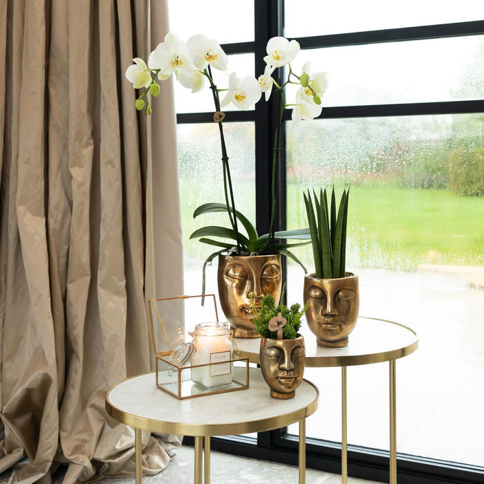Orchidea Phalaenopsis E Succulente Con Vasi D'oro