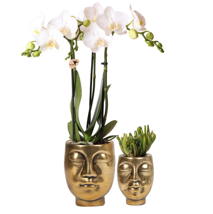 Orchidea Phalaenopsis E Succulente Con Vasi D'oro