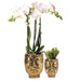 Orchidea Phalaenopsis E Succulente Con Vasi D'oro