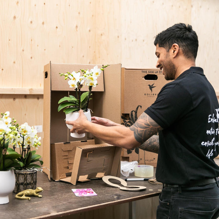 Orchidea Phalaenopsis Arancione In Vaso Di Terracotta