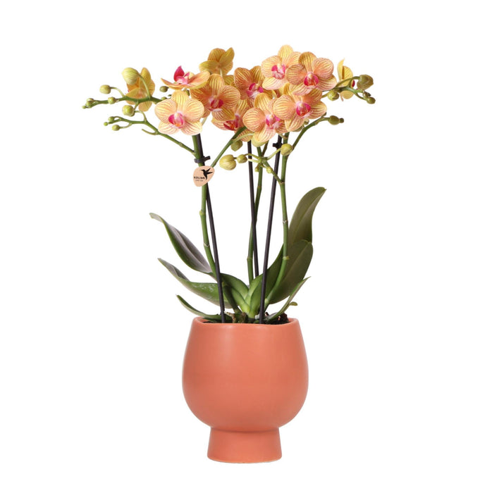 Orchidea Phalaenopsis Arancione In Vaso Di Terracotta