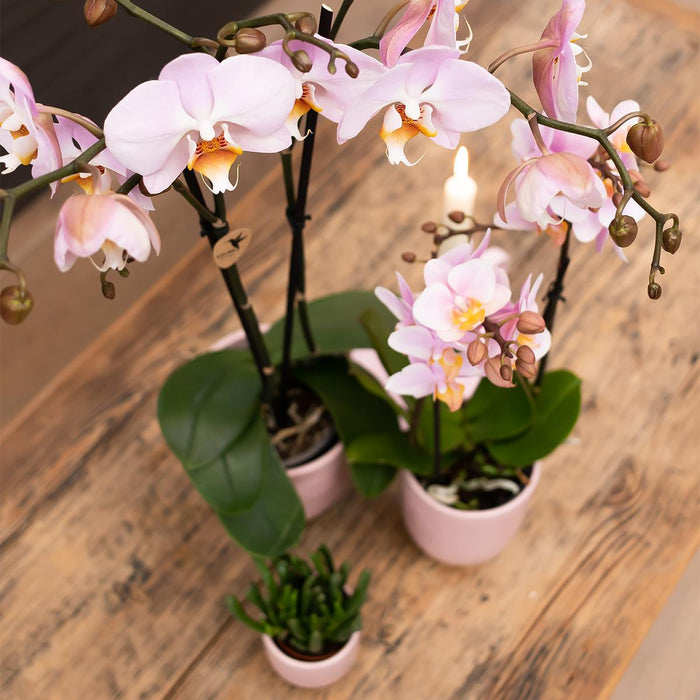 Orchidea Phalaenopsis Rosa Da Interno Senza Vaso