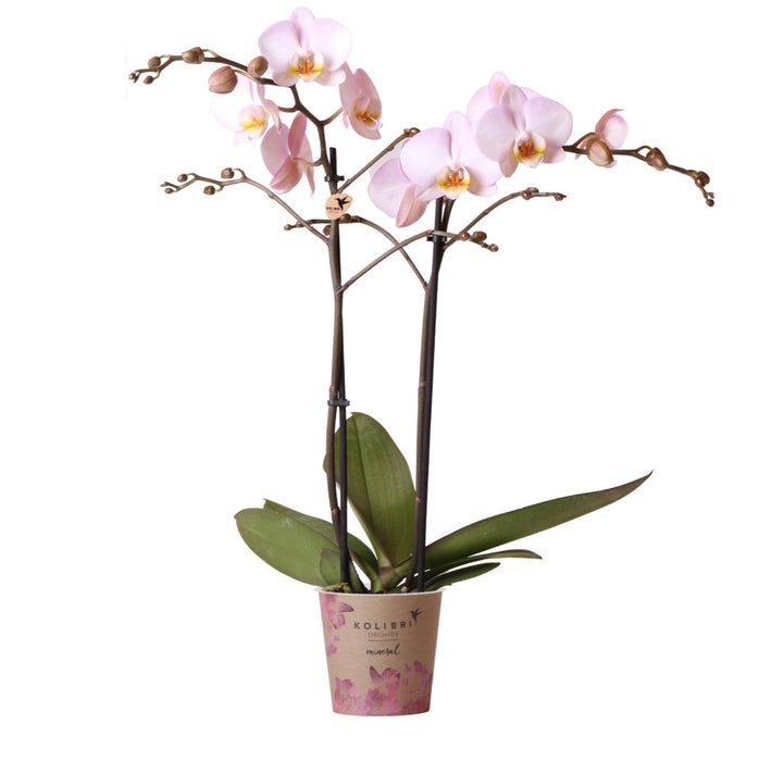 Orchidea Phalaenopsis Rosa Da Interno Senza Vaso